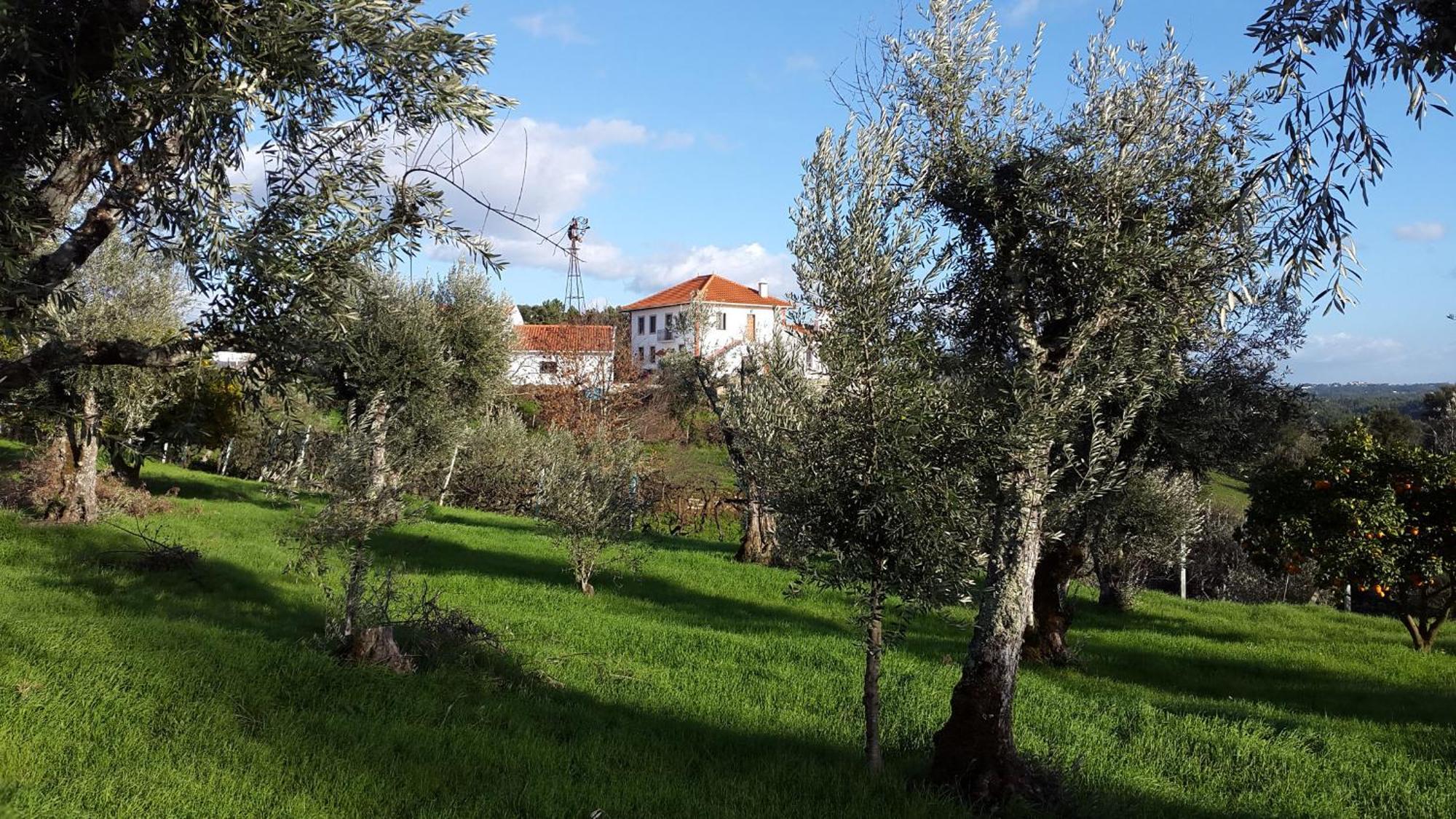 Quinta Quatro Ventos Bed and Breakfast Sertã Buitenkant foto